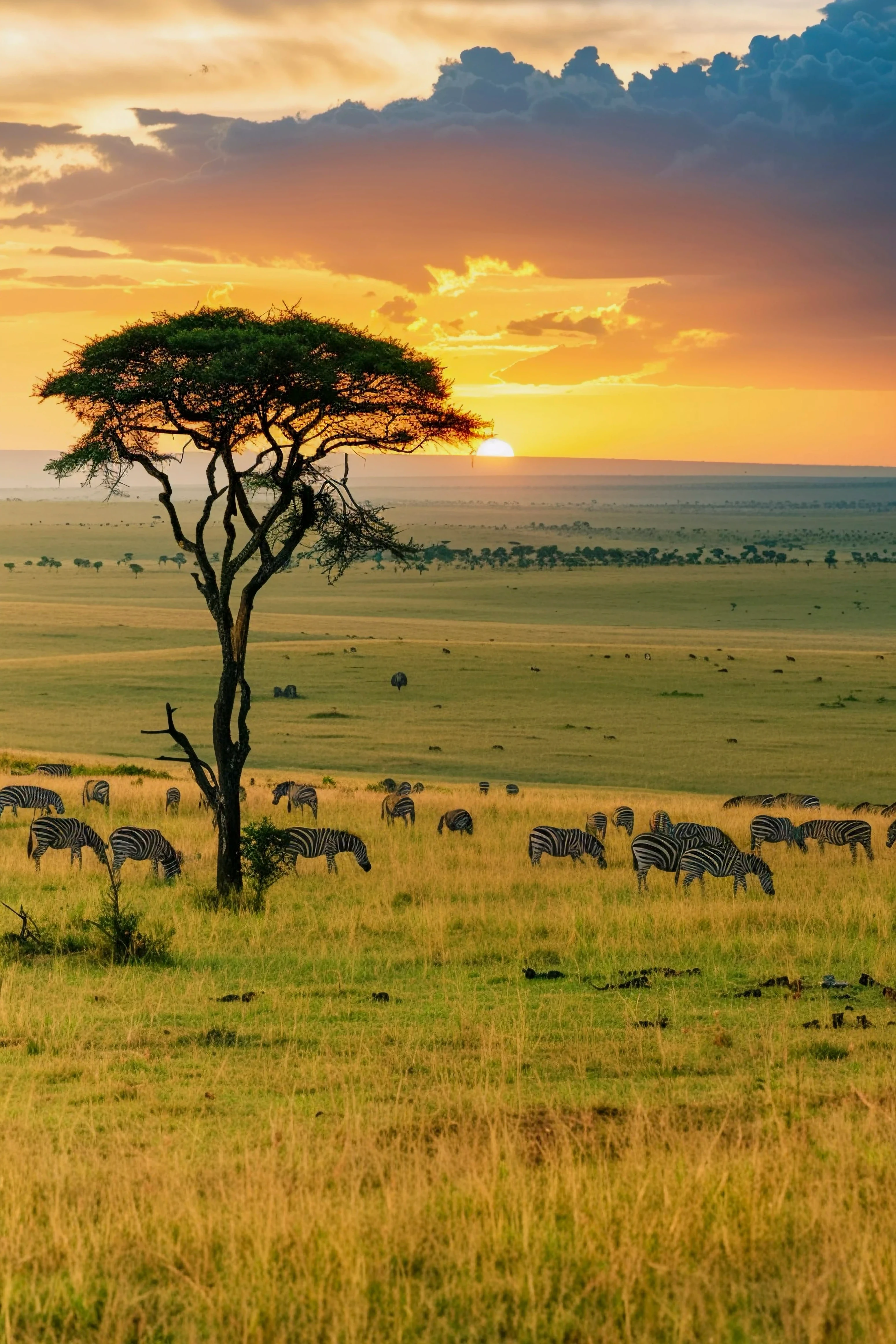 Serengeti